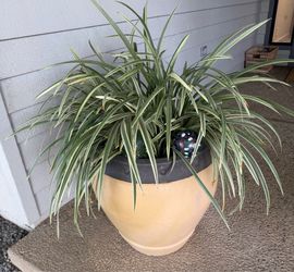 Set of 2 yellow glazed ceramic planters 20x18” filled with Monkey Grass Lily
