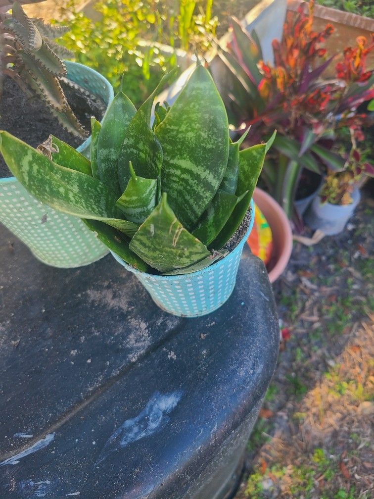 Succulent Plant