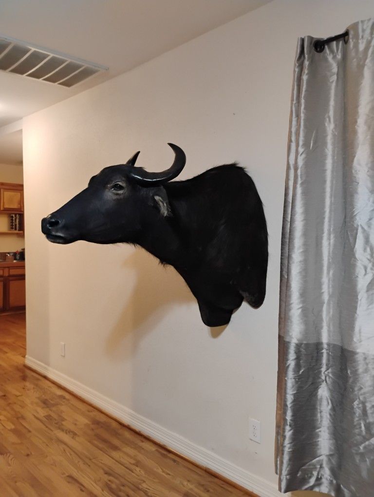 Taxidermy Water Búfalo 