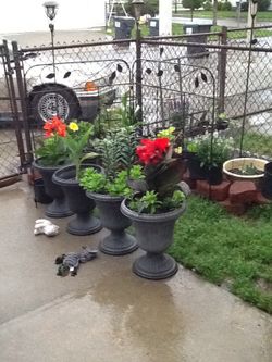 Beautiful flowers in tall pots ~ different sizes, but mostly large and tall pots Thumbnail
