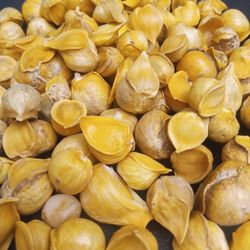 New & Fresh Ajo Japones X Lbs