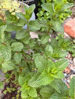 Mint plant