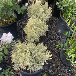 Verigated Lavander