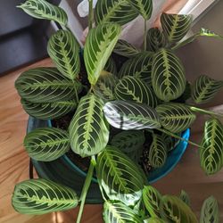 Lemon Lime Maranta - Cuttings Only