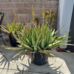 🌿 Aloe Vera – Healthy, Large Pot