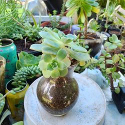 Small Aeonium Flower 