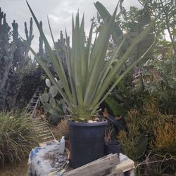 Green Century Plant