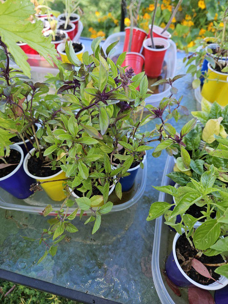 $2 Plant Sale, Must Sell Before More Are Ready 