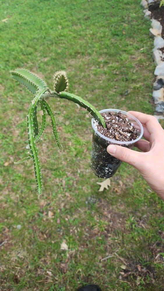 Dragon Fruit Cactus rooted plants