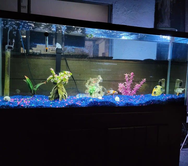 Fish Tanks, Aquariums, Stands And Ponds Used And Custom Built