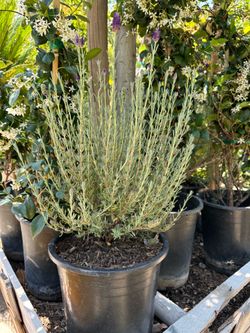 Spanish lavender 5gal