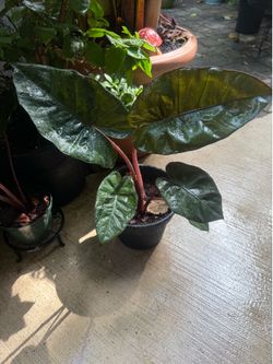Alocasia sarawakensis