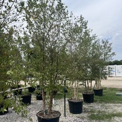 Tree And Cactus Sale