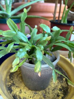 Christmas Cactus Succulent