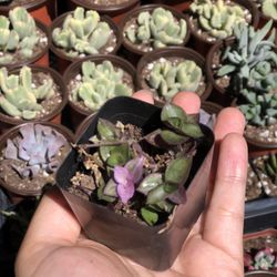 Succulents 