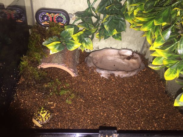 Tank for pacman frog or juvenile reptile for Sale in Durham, NC - OfferUp
