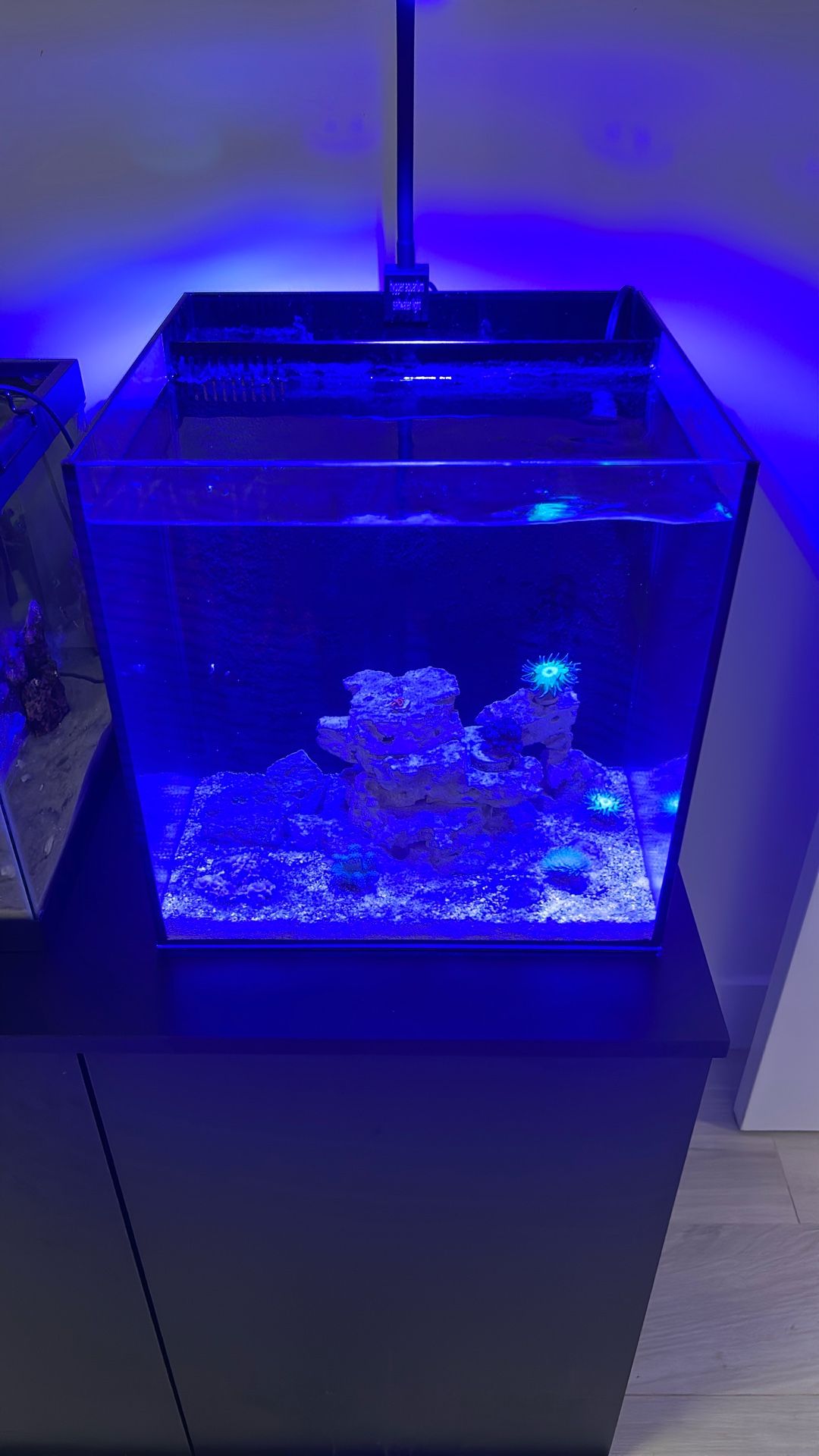10 Gallon Saltwater Tank