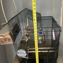 Free Bird Cage 