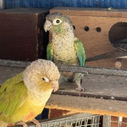 Cage In Good Condition 