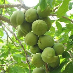 Grafted White Sapote Tree 😃😃😃😃🌿🌿🌿🌿🌿