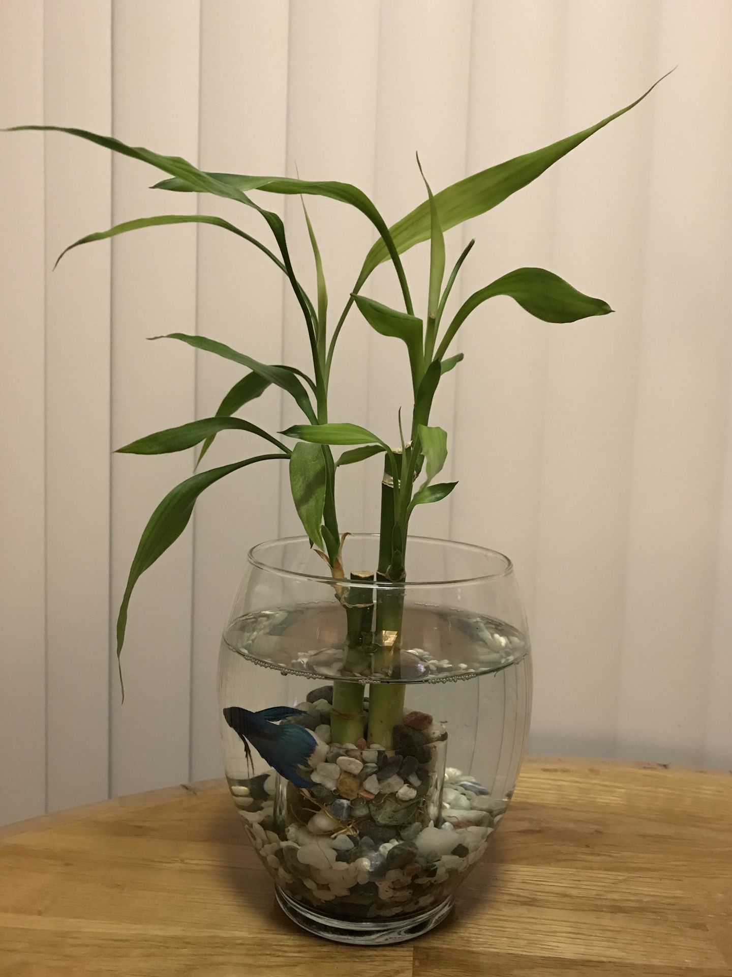 Lucky Bamboo Plant & Fish in Glass Vase