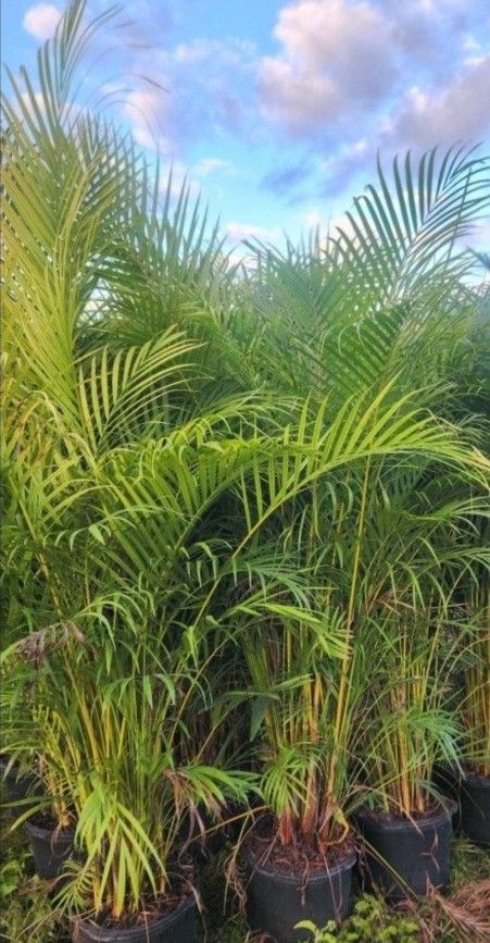 Beautiful Arecas Palms For Inmediate Privacy!!! 5 Feet Tall!! Fertilized