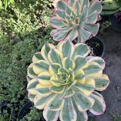 Aeonium succulent FLOWERS