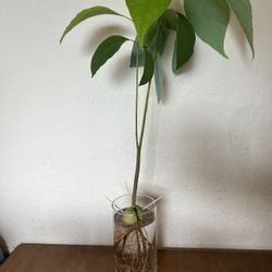 Avocado Plants