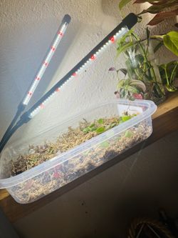 Plants Grow Lights