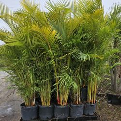 arecas over 6 feet tall Instant Privacy Hedge For Fence Green 