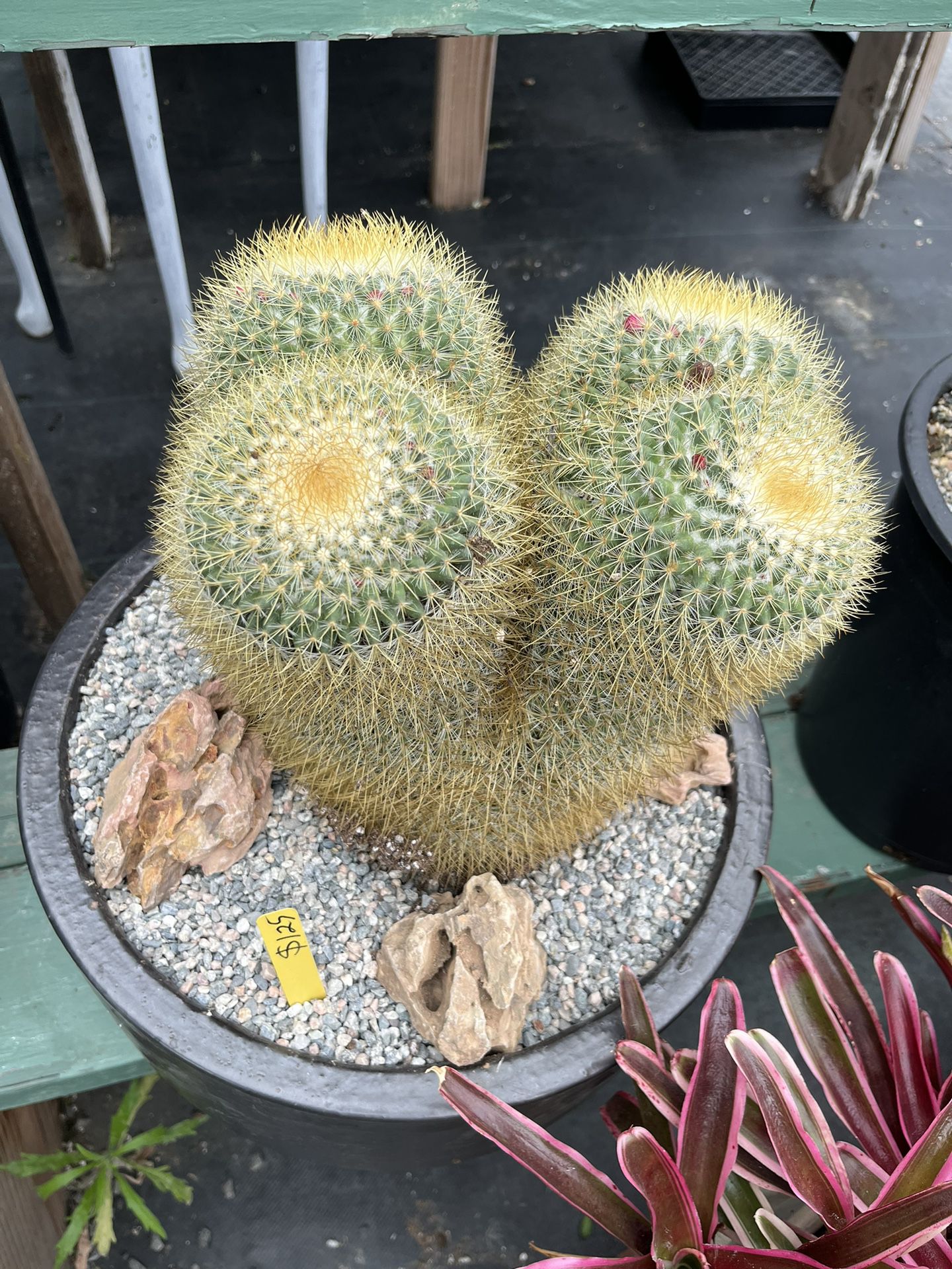 4 Heads Cactus In 16 “” Cerámic Pot $125 