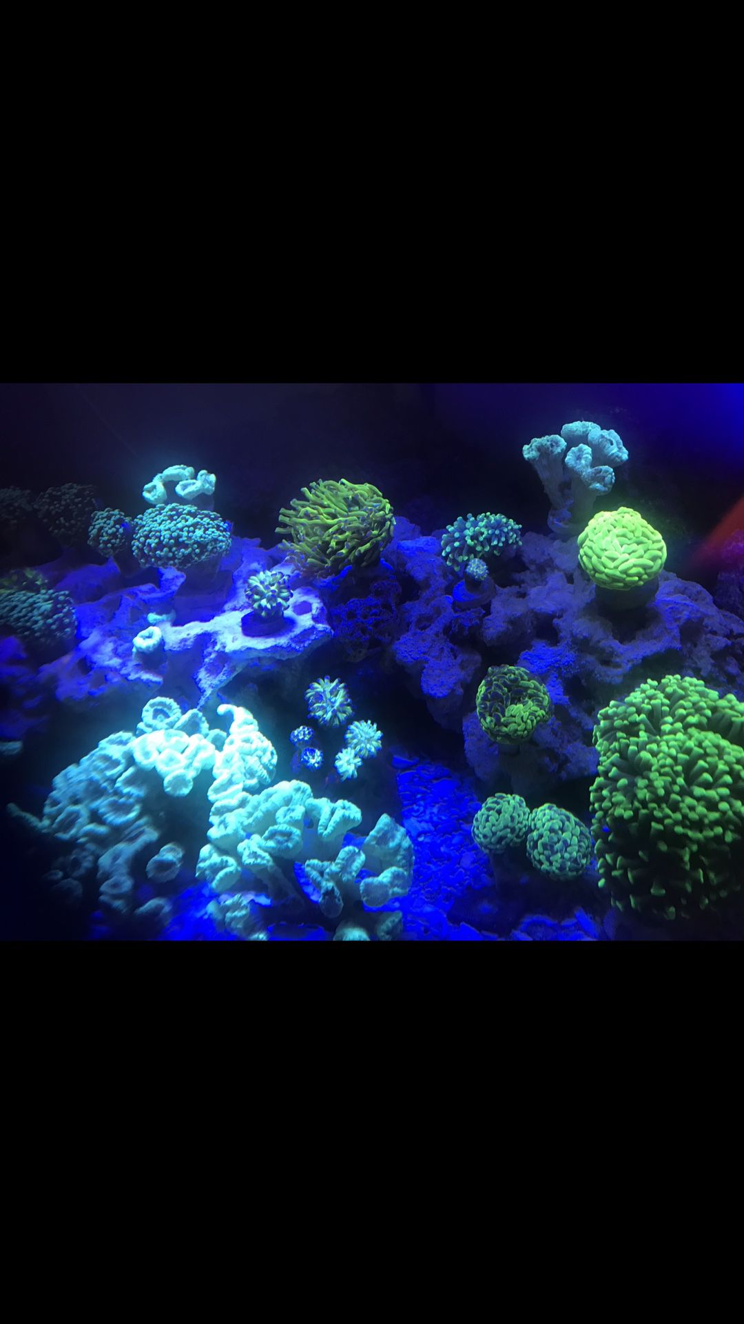 Frogspawn and Hammers Large & Small frags