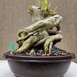 Old Tecoma Stans Yellow Bonsai Tree