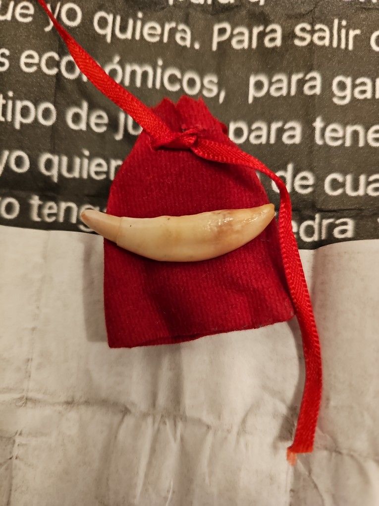 colmillo de coyote. curado