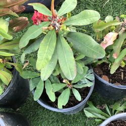 Plantas