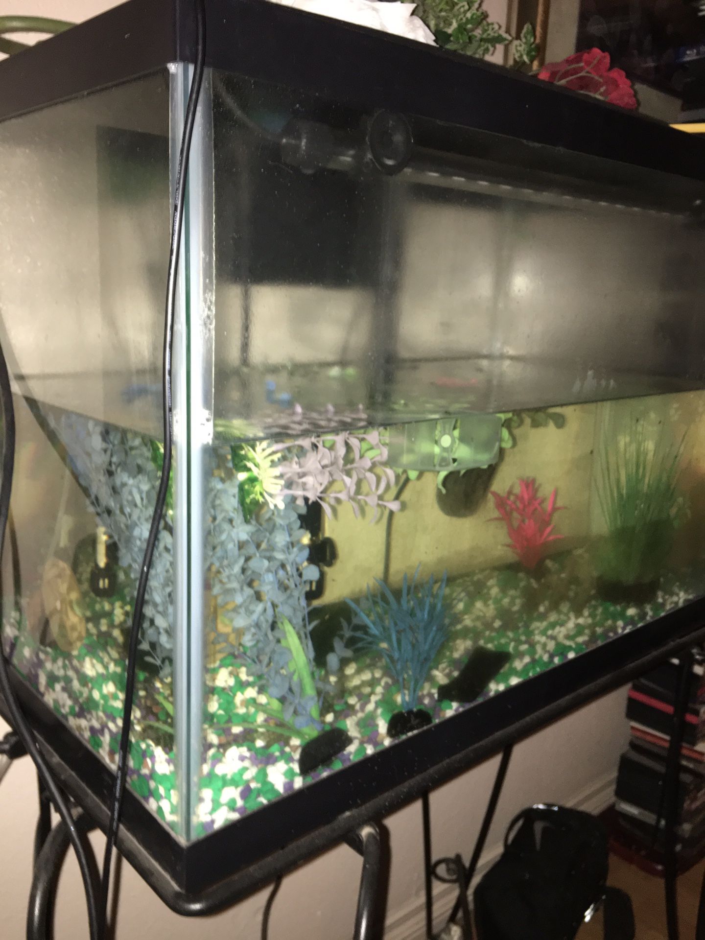 35 gallon Fish tank with stand everything u need