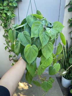Heart Leaf Philodendron Cordatum House Plant 6” Hanging Pot