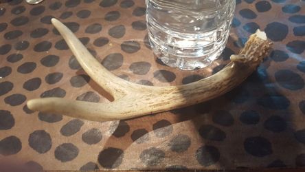 Antler