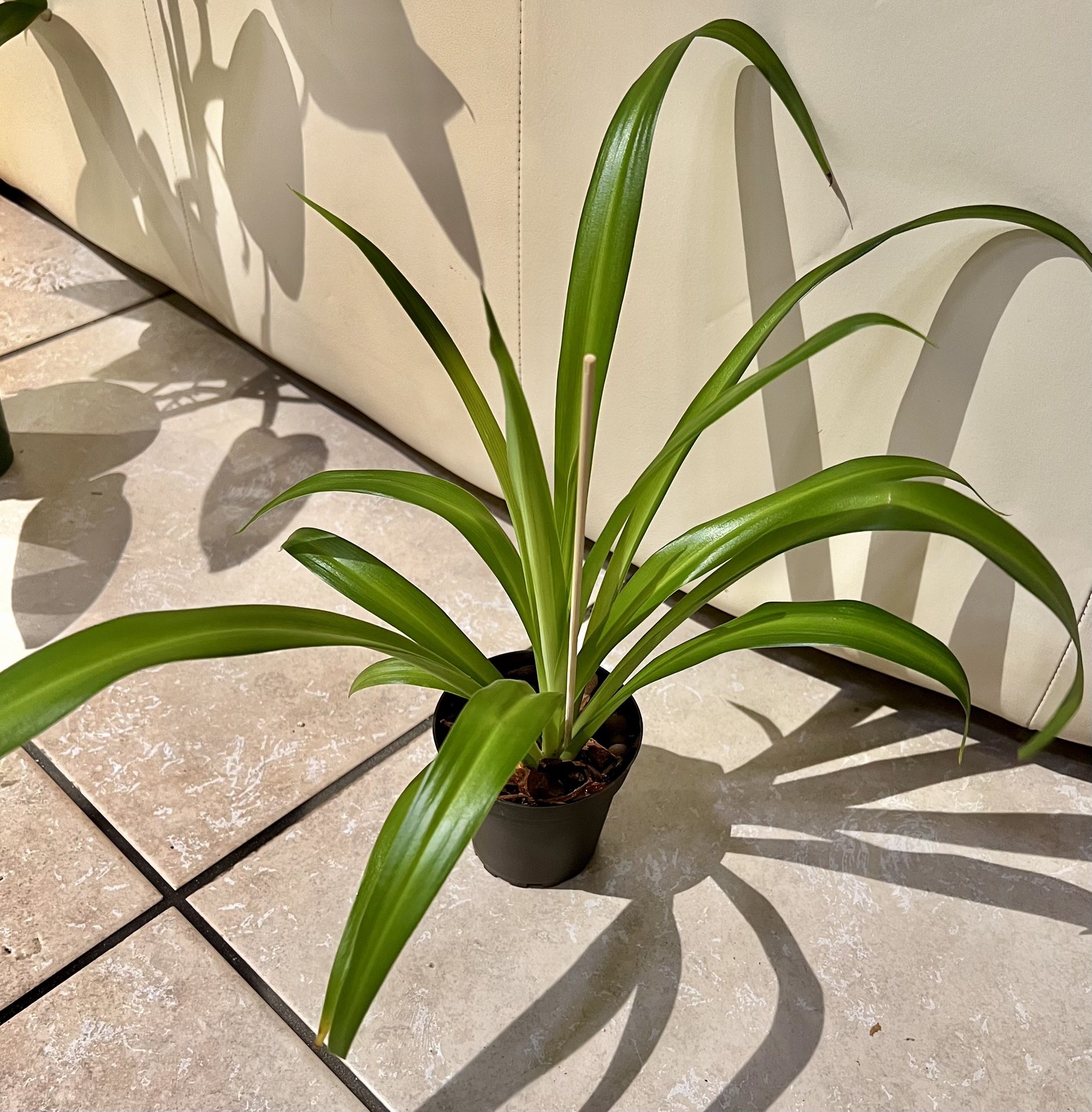 Hawaiian Clorophytum 