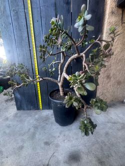 Huge 2.5-Foot Mature Jade Plant – Amazing Thick Trunk Bonsai Style