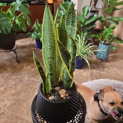 18in Tall Sansevieria Snake Plants In New Ceramic Pot With Polished Stones 