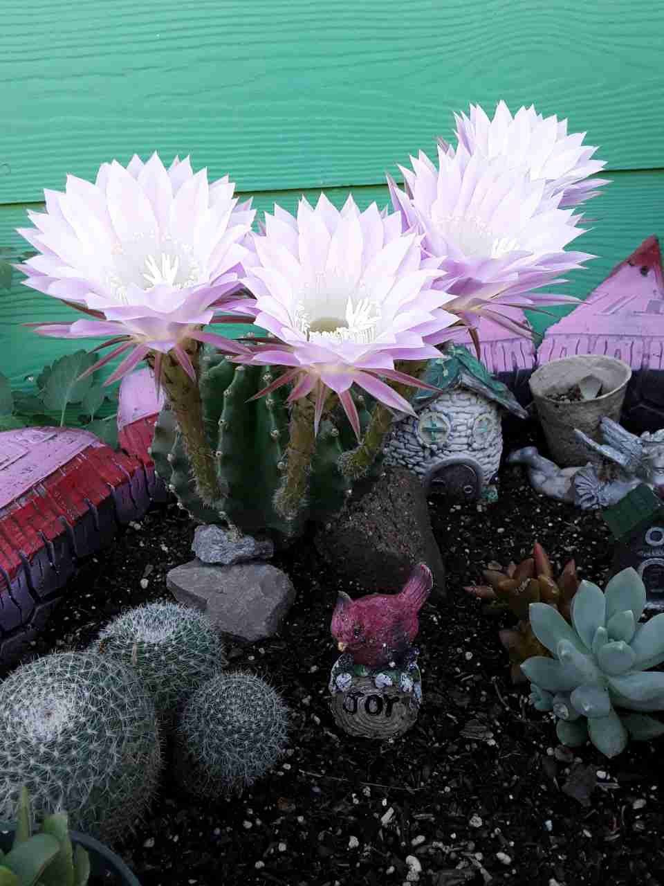 Cactus arcoiris 🌵solo 7 disponibles 🏃 se agotan☺por este año