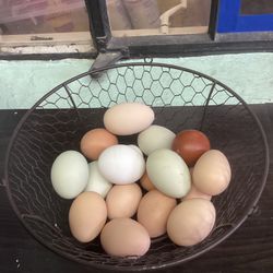 Fresh Backyard Chicken Eggs
