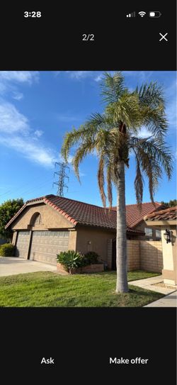 2 Queen palm trees
