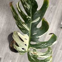 Monstera Albo Cutting