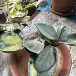 Hoya Argentea Princess rooted