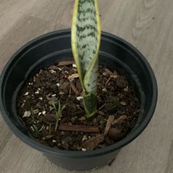 “ Snake Plant “