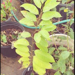 Sugar Apple 2 Gallon Plant Ready To Yield Fruits. Most Delicious Fruit In The Oriental. Custard Apple, Annona squamosa