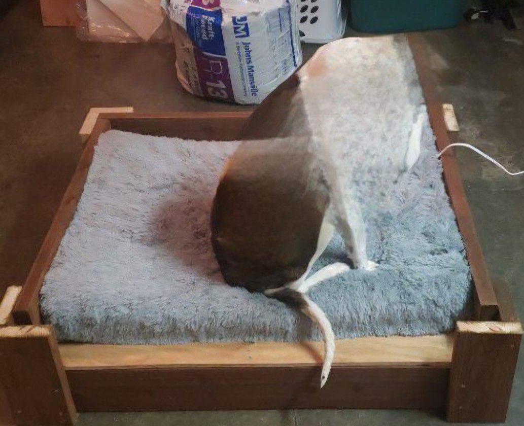 Insulated Dog Bed