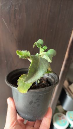 Mother of thousands plant